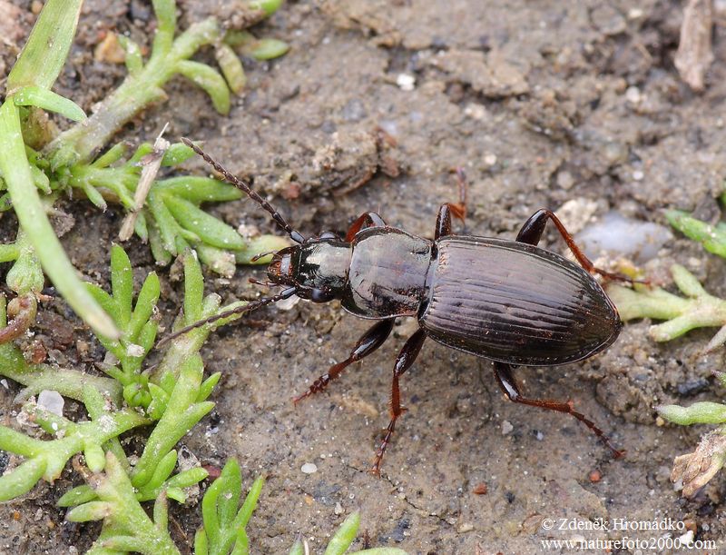 střevlíček, Pterostichus oblongopunctatus, Carabidae (Brouci, Coleoptera)
